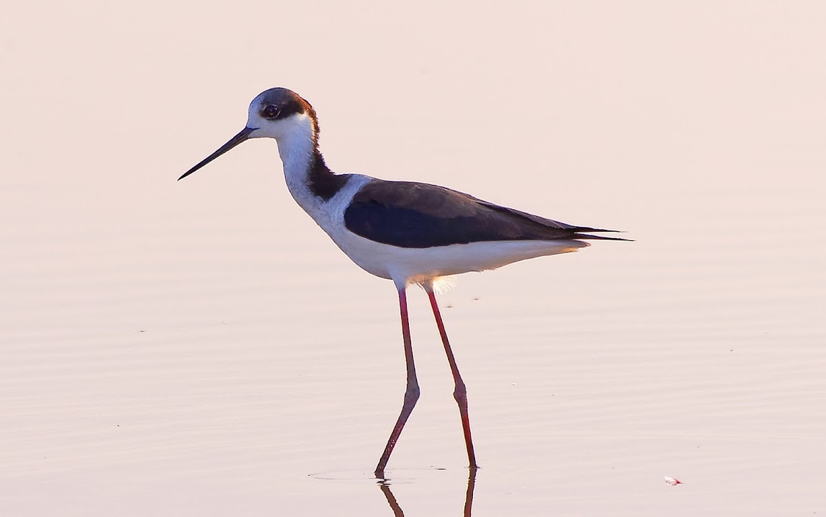 Pernilongo-de-costas-brancas (White-backed Stilt)