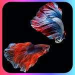 Cover Image of Download WALLPAPER IKAN BERTA / CUPANG 1.0 APK