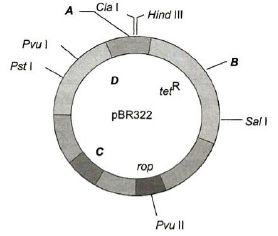 Tools of Recombinant DNA Technology