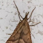 Pyralidae Moth