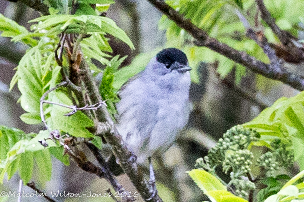 Blackcap