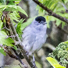 Blackcap