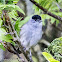 Blackcap