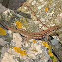 Tyrrhenian wall lizard