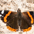 Red Admiral