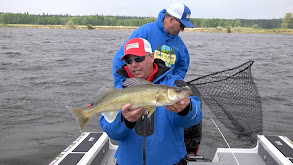 Nipawin River Walleye thumbnail