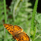 Heath Fritillary; Atalia