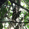 Zebra Heliconian