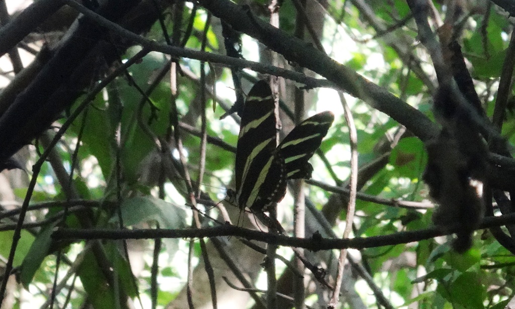 Zebra Heliconian