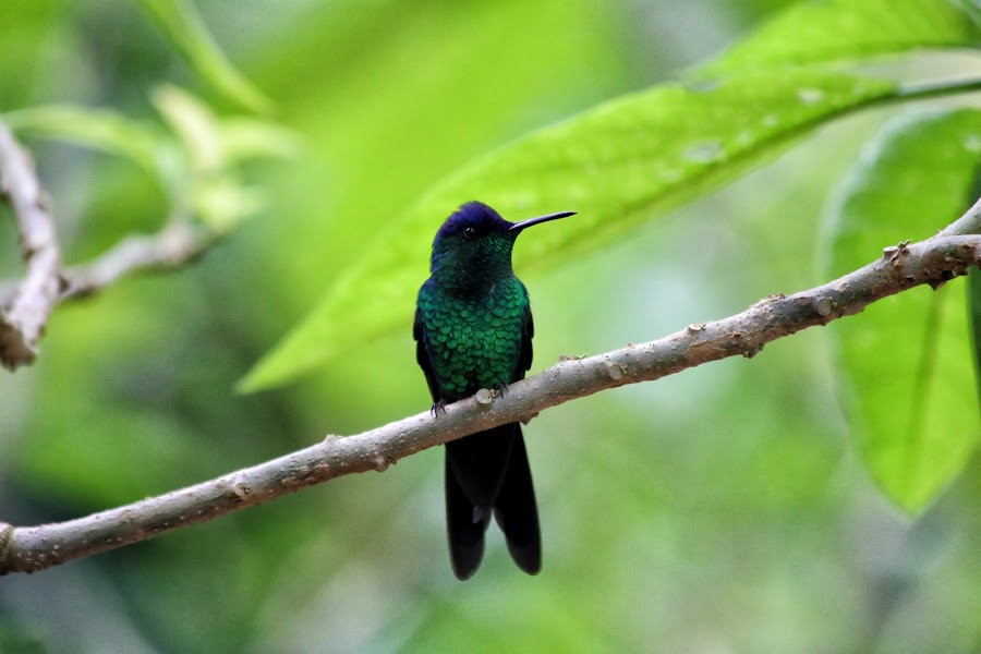 Koliber - Parque das Aves, Wodospady Iguazu