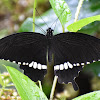 Common Mormon