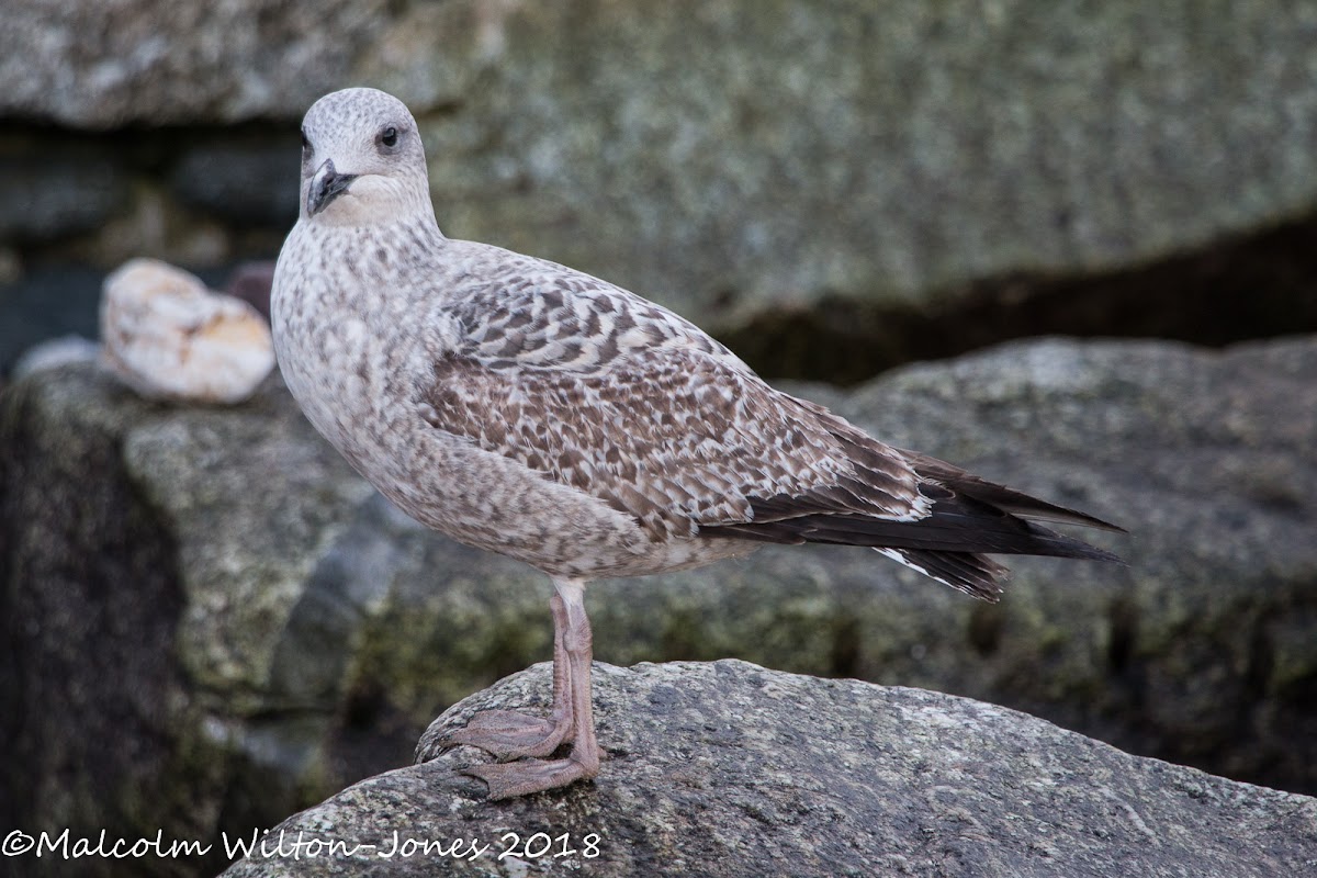 Herring Gull