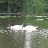 Cisne de cuello negro