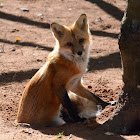 Red Fox