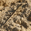 Western Side-blotched Lizard