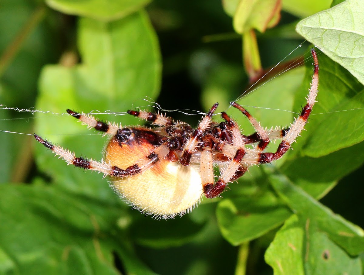 Shamrock Orbweaver