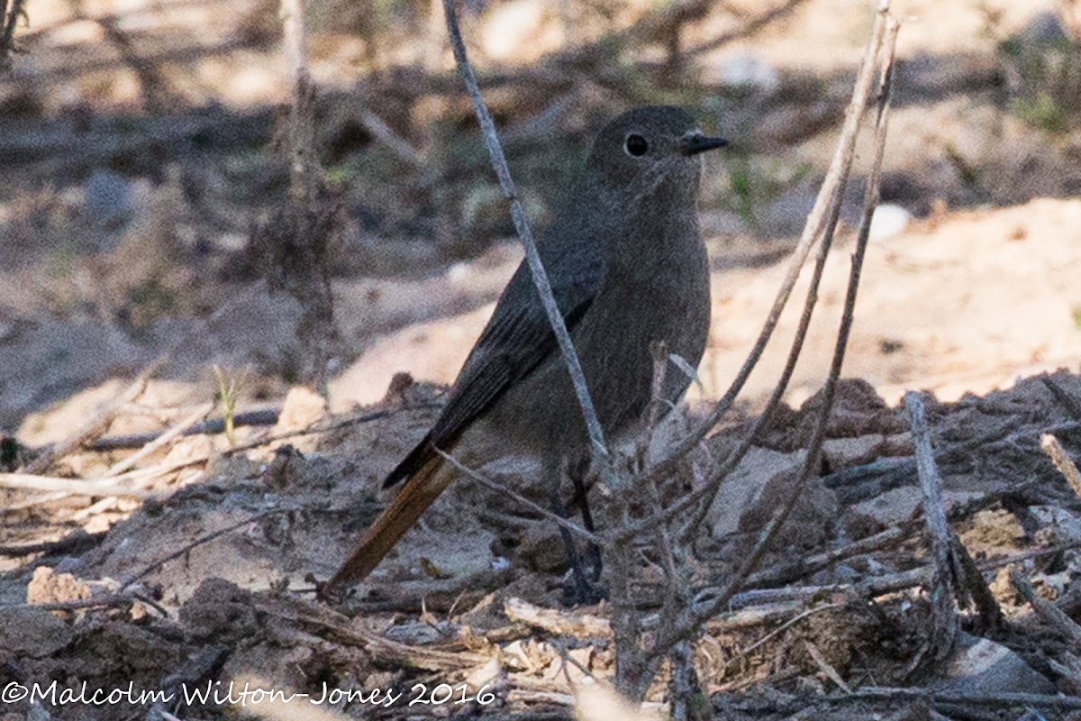 Black Redstart; Colirrojo Tizón