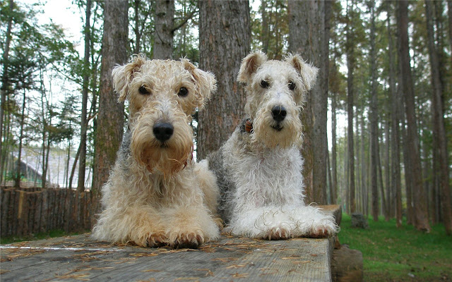 Lakeland Terrier Themes & New Tab