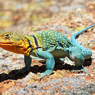 Eastern Collared Lizard