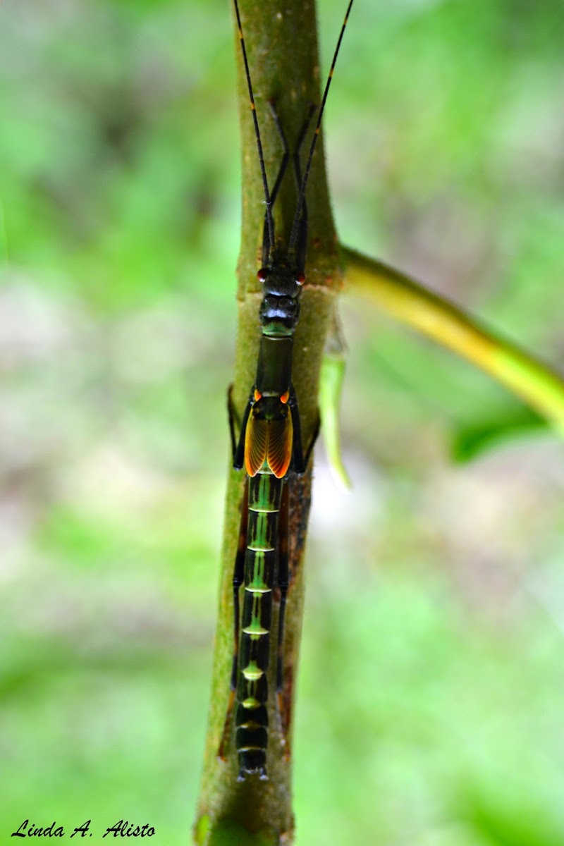 Stick Insect