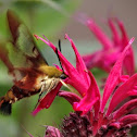 Hummingbird Clearwing