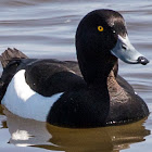 Tufted Duck