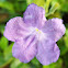 Ruellia sp.