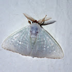 Germar's Satin Moths