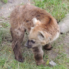 Hyena