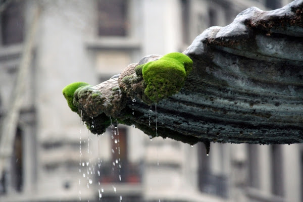 Muschio  pietra ed acqua di emidepo_1973