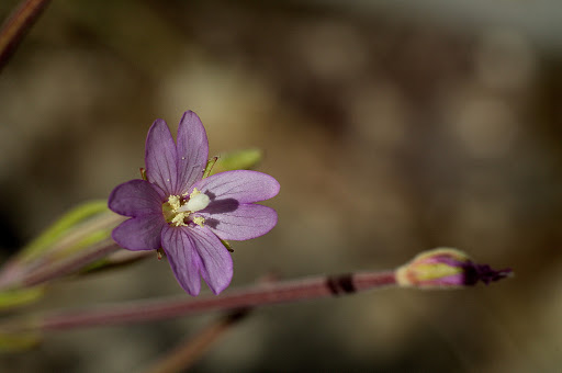 Epilobium obscurum