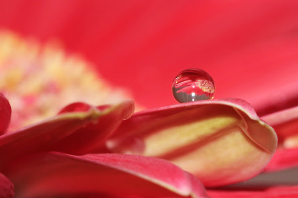 Di riflesso...un fiore di El Sunrise