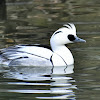 Smew