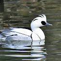 Smew