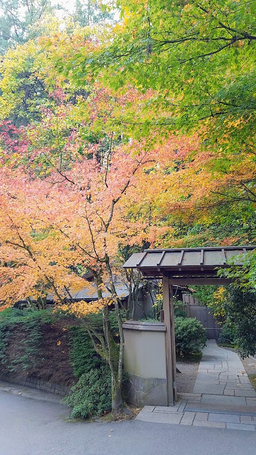 Fall at the Portland Japanese Garden, visiting for Autumn Portland Japanese Garden fall foliage photos on October 2017