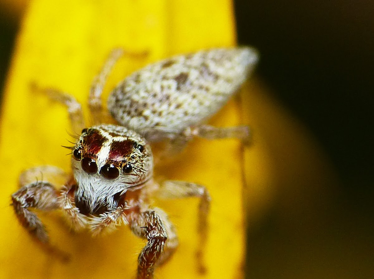 Jumping Spider