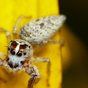 Jumping Spider