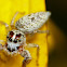 Jumping Spider