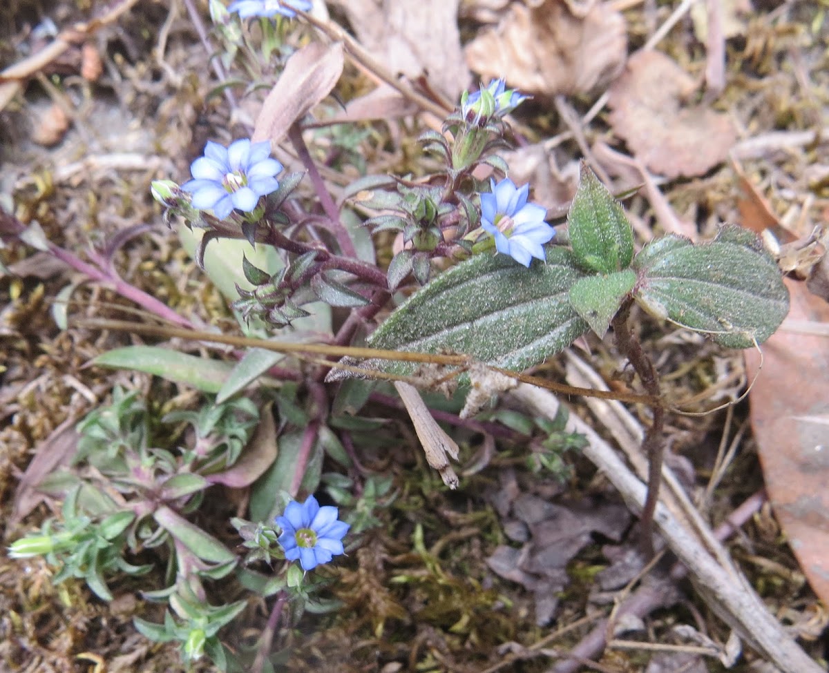 Purple Stalked Gentian