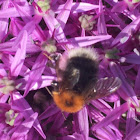 Tree bumble bee