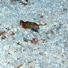 Peacock wrasse (juvenile)