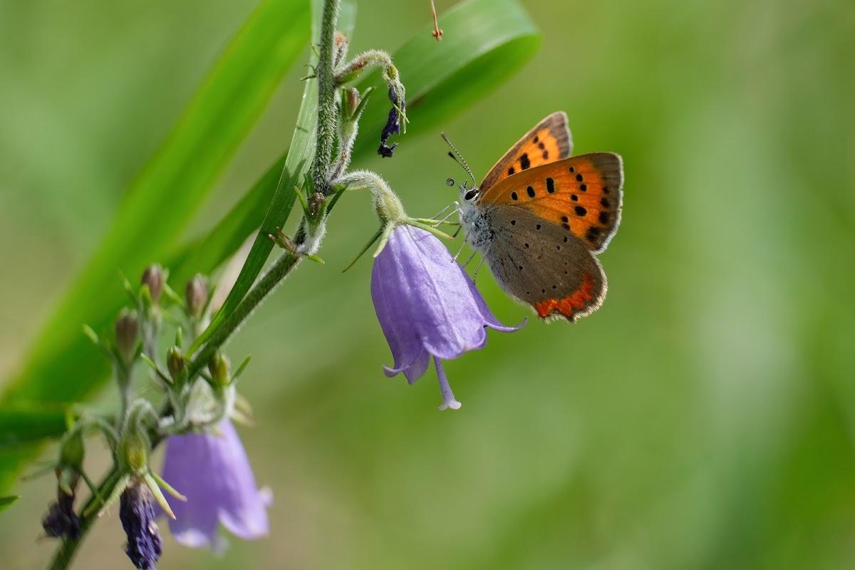 Lycaena phlaeas 紅灰蝶