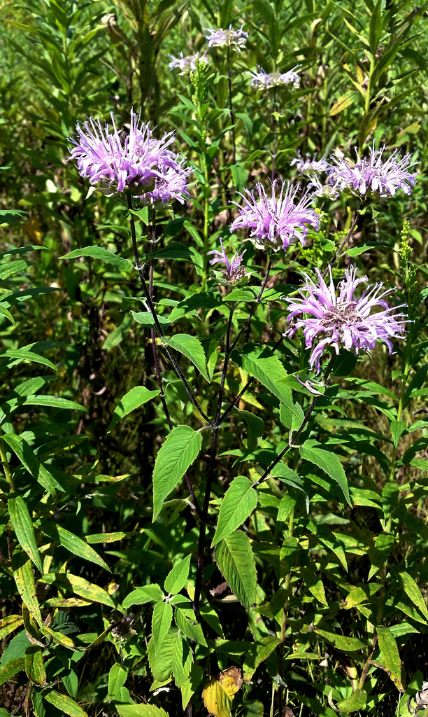 Wild Bergamot