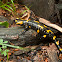 Fire salamander