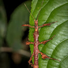 Undescribed Phasmid