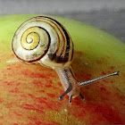 White-lipped gardensnail