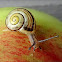 White-lipped gardensnail