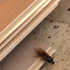 Giant Wood Wasp / Riesenholzwespe