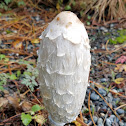 Shaggy mane