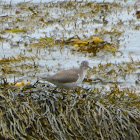 Spotted Sandpiper